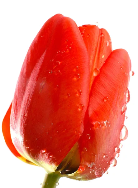 大きな赤いチューリップ — ストック写真