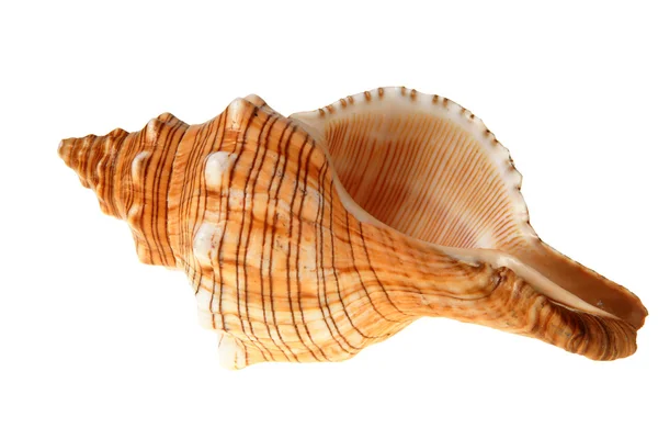 Big shell — Stock Photo, Image
