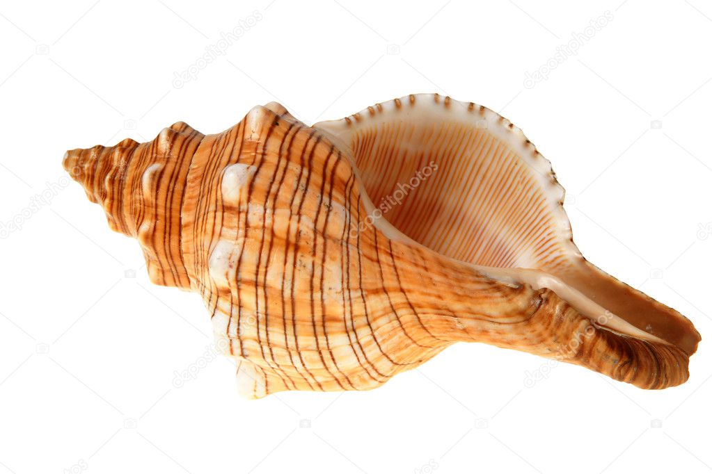 Big shell