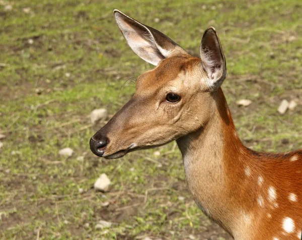 stock image Roe deer