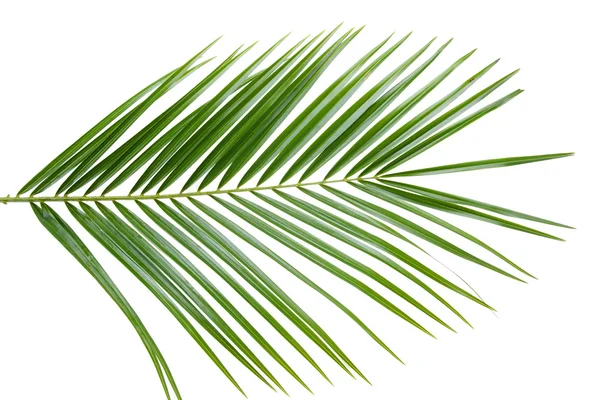 Palm tree leaf — Stock Photo, Image