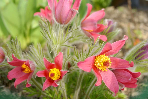 Pasque-flower — Stock Photo, Image