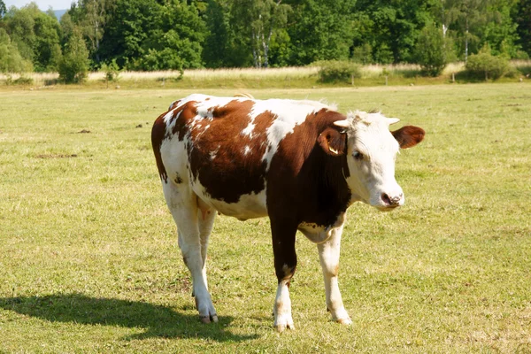 Brązowo-biała krowa — Zdjęcie stockowe