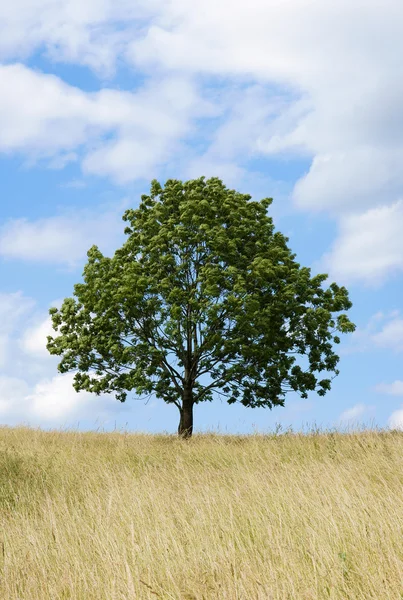 stock image Lonely tree