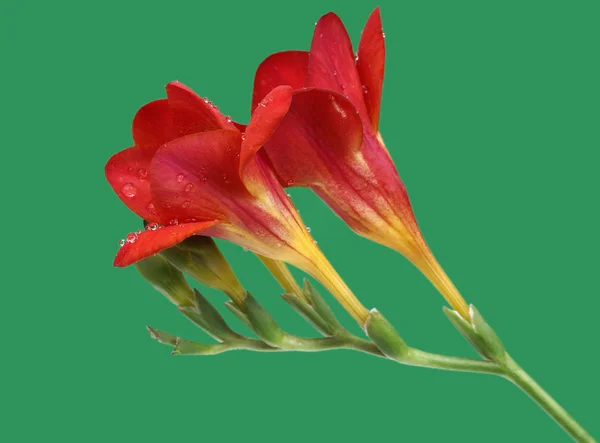 緑の背景に赤いフリージア — ストック写真