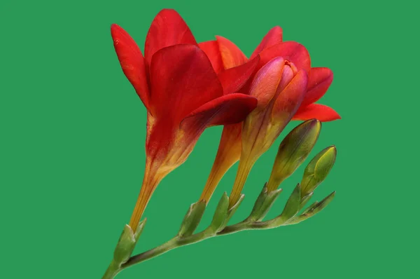 在绿色背景上的红色小苍兰 — 图库照片