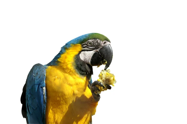 Papagaio — Fotografia de Stock