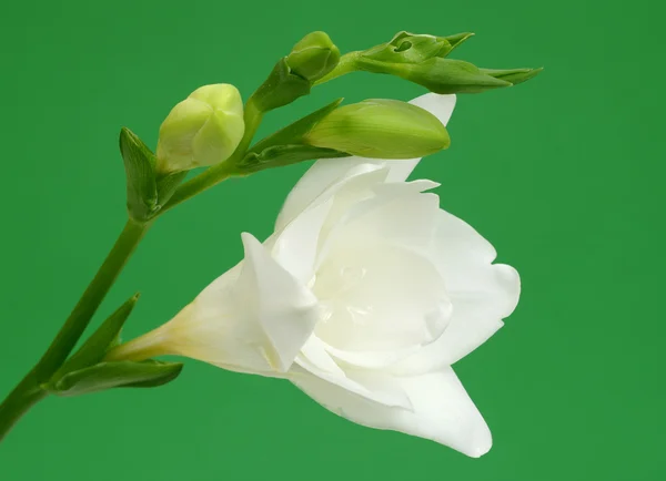 在绿色背景上的白色小苍兰 — 图库照片