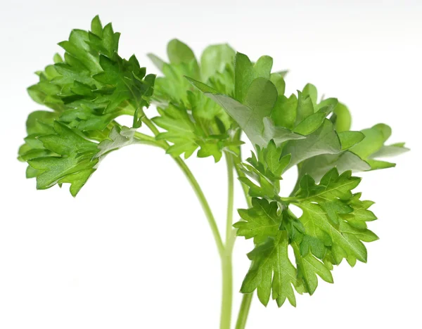 Top of parsley — Stock Photo, Image