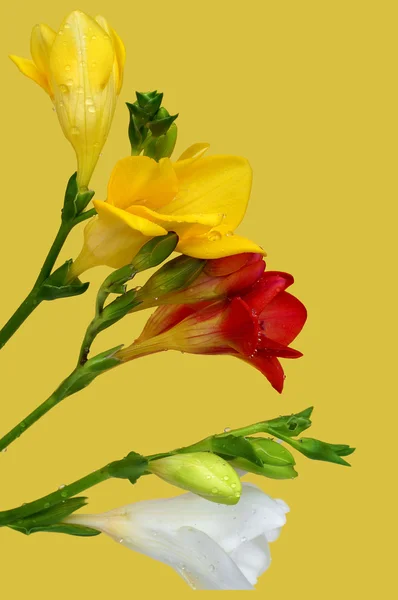 पिवळा पार्श्वभूमीवर रंगीत फ्रीसिया — स्टॉक फोटो, इमेज