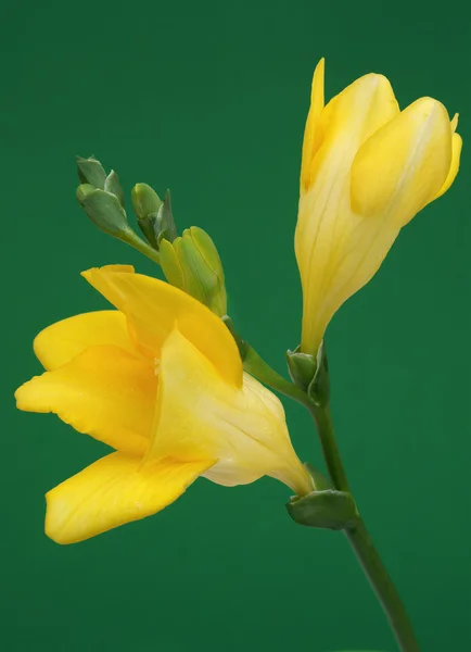 在绿色背景上的黄色小苍兰 — 图库照片
