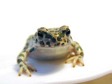 Green toad clipart