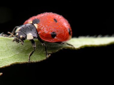 Wet lady bug clipart