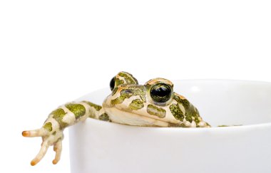 Green toad clipart