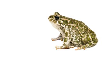 Green toad clipart