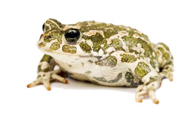 Green toad clipart