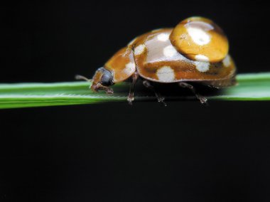 Brown Ladybird bug on a grass clipart