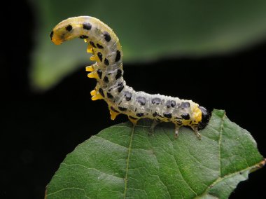 Bent catepillar clipart