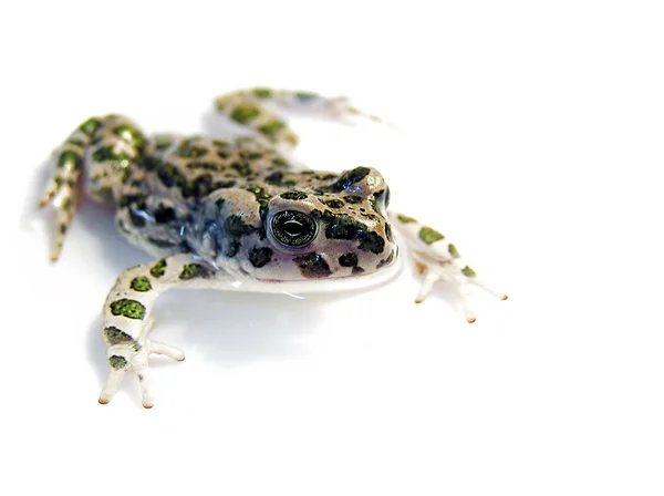 Зелёная жаба — стоковое фото
