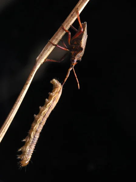Жуки и гусеницы — стоковое фото