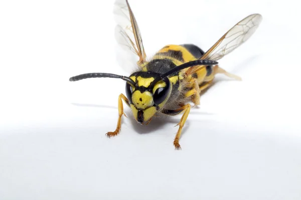 Wasp on white paper — Stock Photo, Image
