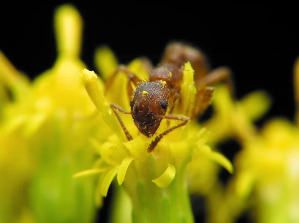 Červená lesní mravenec — Stock fotografie