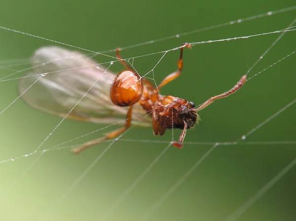 Mrówka w pajęczyna — Zdjęcie stockowe