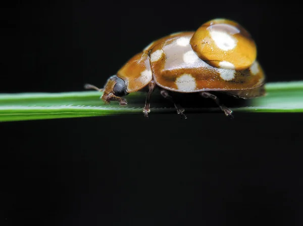 stock image Brown Ladybird bug on a grass