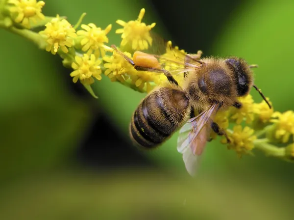 Honey bee on yellow flower — Stock Photo, Image