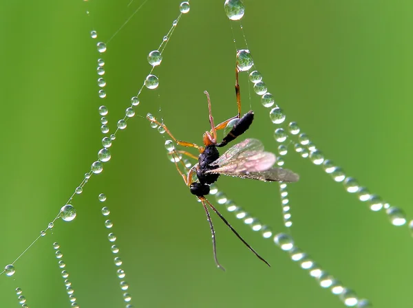 Insekten und Spinnweben — Stockfoto