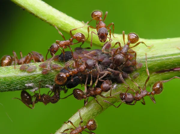 Ant — Stock Photo, Image