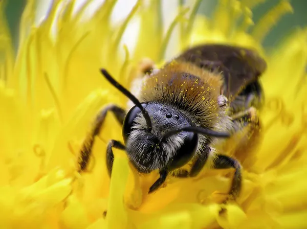 Μέλισσα πάνω λουλούδι Royalty Free Φωτογραφίες Αρχείου