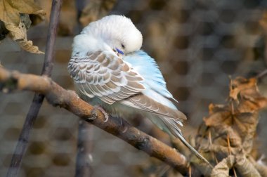 Sleeping budgie clipart