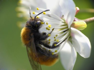 Bee on flower clipart