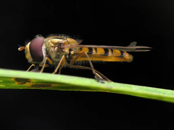 Крупный план цветочной мухи — стоковое фото
