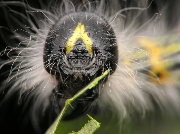 Harige caterpillar — Stockfoto