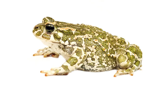 Green toad — Stock Photo, Image