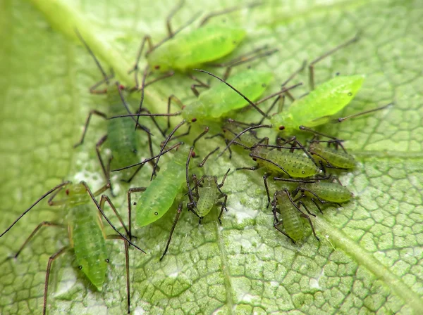 Aphids on leaf — Stock Photo, Image