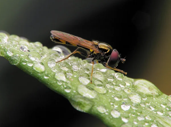 Flower-fly on wet leafs — Stock Photo, Image