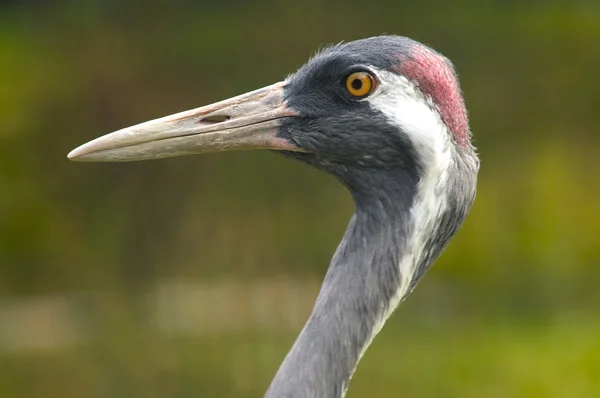 Portrait of crane close-up — Stock Photo, Image