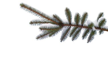 Snowy spruce twig in winter isolated clipart