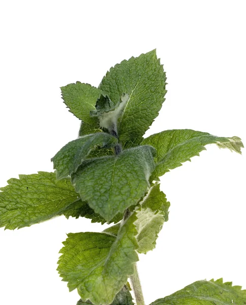 Mint leafs — Stock Photo, Image