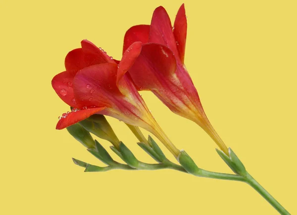 Piros freesia, sárga háttér — Stock Fotó