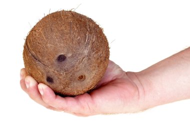 Coconut isolated clipart