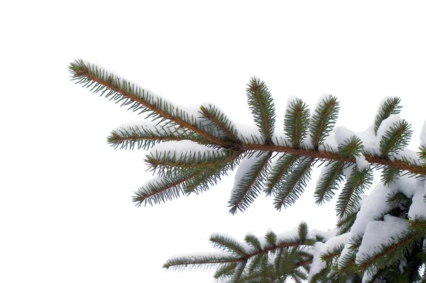 冬の雪に覆われた小ぎれいなな小枝. — ストック写真