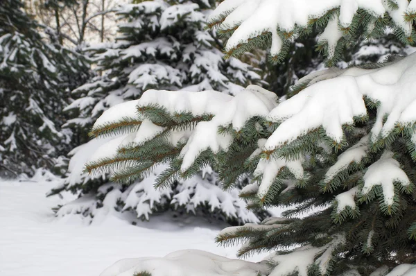 Śnieg świerk w zimowej scenerii — Zdjęcie stockowe
