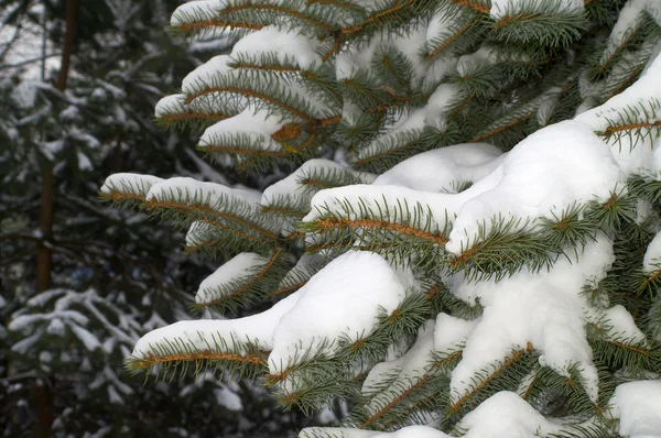 冬の風景、雪に覆われたトウヒ — ストック写真