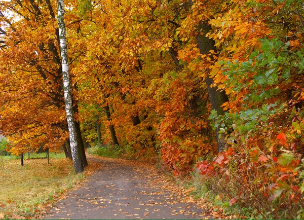 stock image Fall way