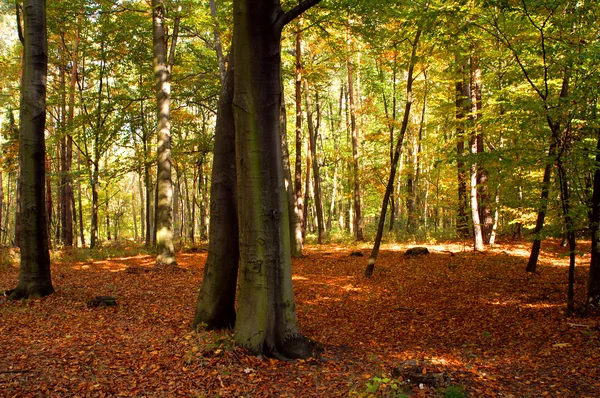 stock image Beech forest