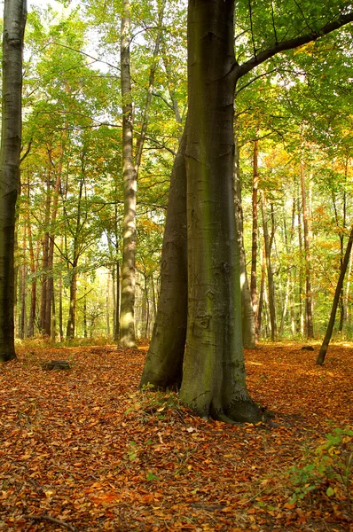 stock image Beech forest